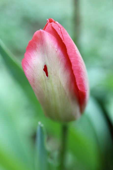 Bloeiende tulp