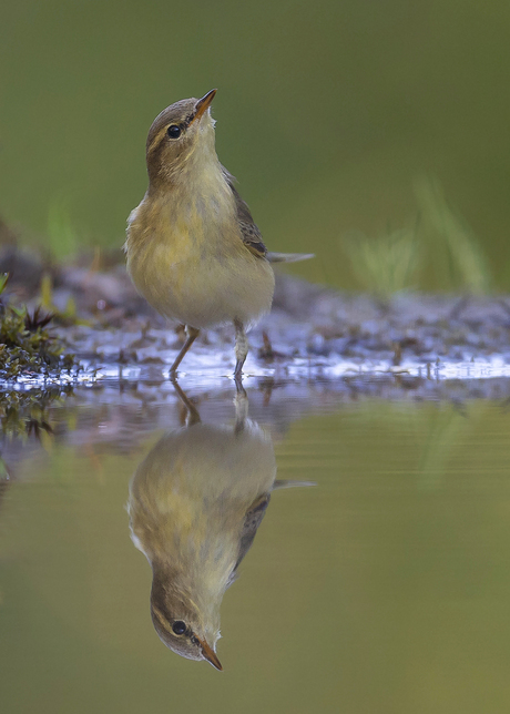 Katta semiz sik porno