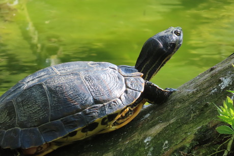 Ninja Turtle 🐢