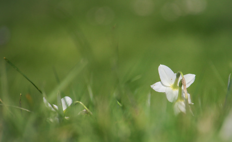 Narcis, de voorjaarsbloeier