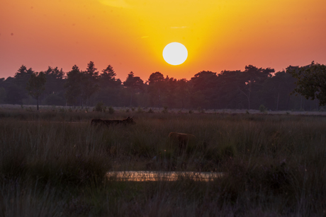 Schotse Hooglanders in de zonsondergang