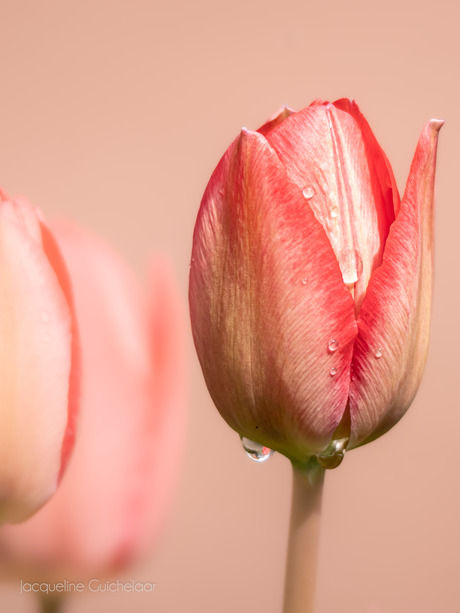 Tulp na de regen