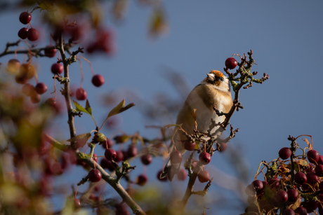Putter tussen de bessen