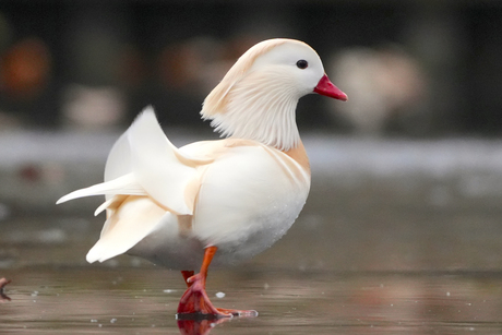 Witte mandarijneend op het ijs