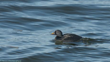Zwarte zee-eend