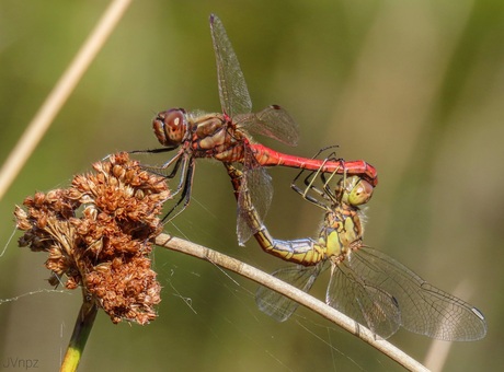 Steenrode heidelibel 