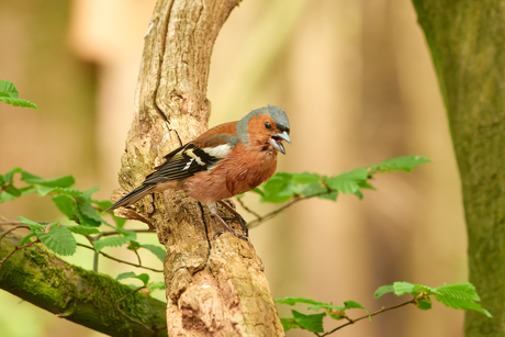 Vink (man).