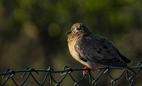 Verreaux duif geniet van de opkomende zon 