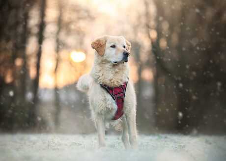 Haar eerste winterse beleving buiten de Roemeense shelter zonder zorgen