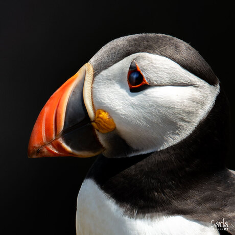 close up - puffin