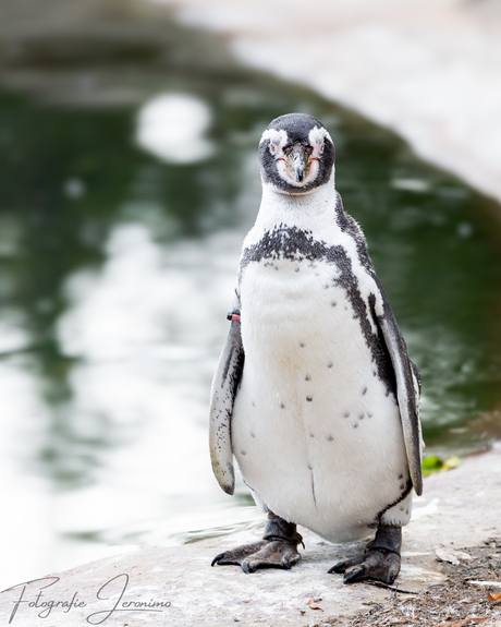 Daar is de ober weer 