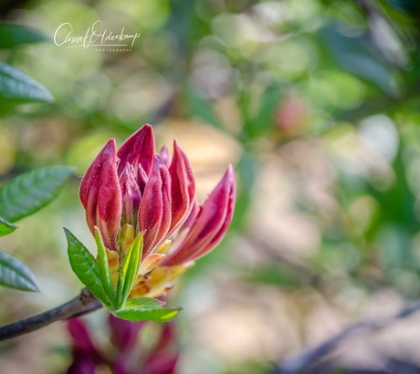 Azalea bijna in bloej