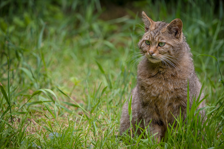 Europese wilde kat