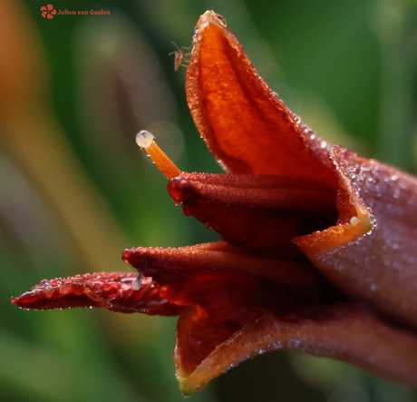 De prachtige lelie in de vroege ochtend
