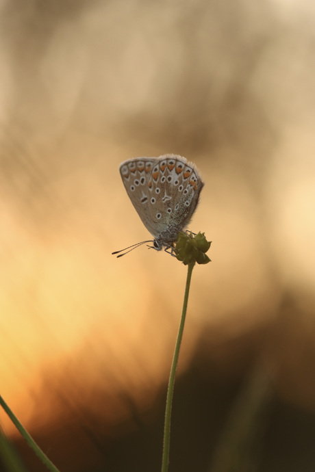 Zwevend in Gouden Stilte
