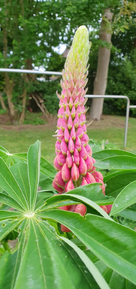 Lupine
