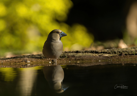 Appelvink vrouw