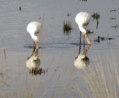 Vogels spotten Hatertse vennen