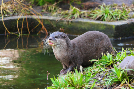 Otter
