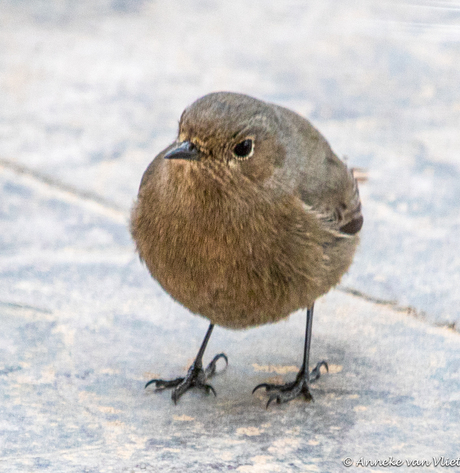 Vogel op mijn terras in Spanje