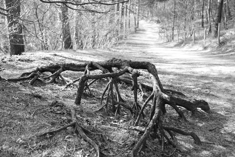 Fingers in the earth