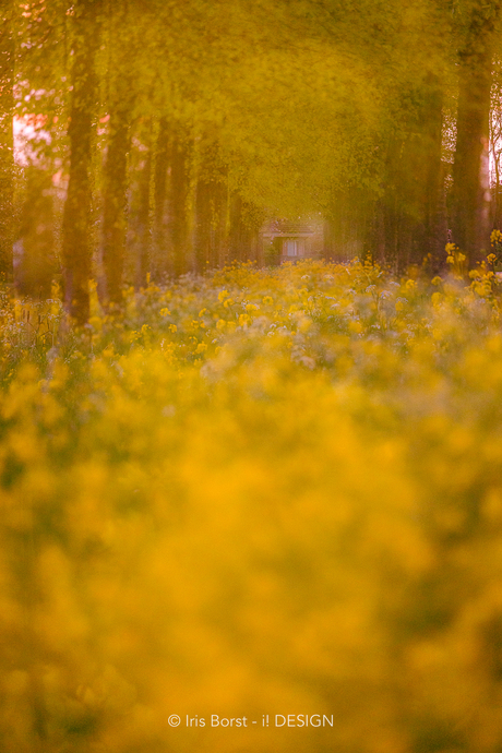 Multiple exposure raapzaad