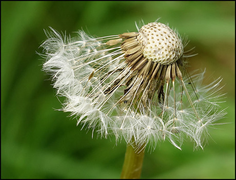 de pluizenbol.......................