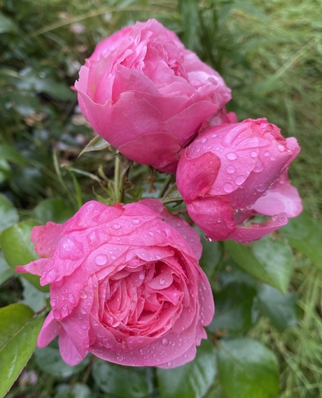 Roses with raindrops