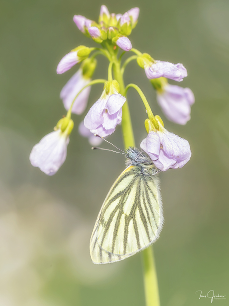Klein geaderd witje op een pinksterbloem
