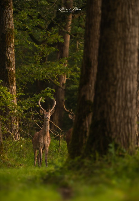 Edelhert in het bos