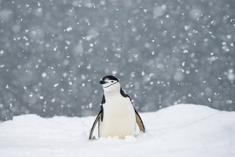 Kinband pinguin in de sneeuw.