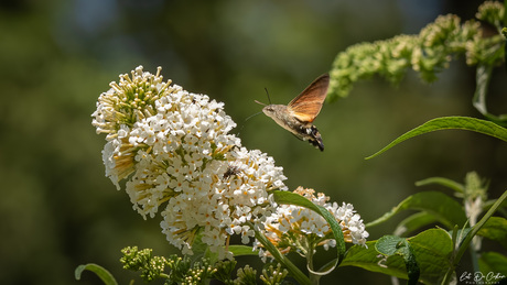 Kolibrie vlinder