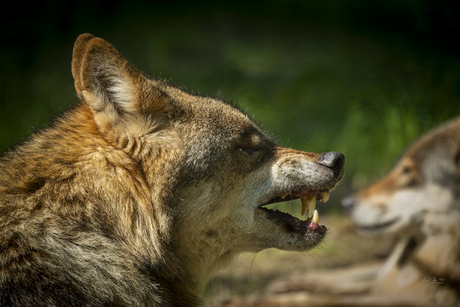 Rauwe Natuur: De Wolf met het Gezicht van Agressie