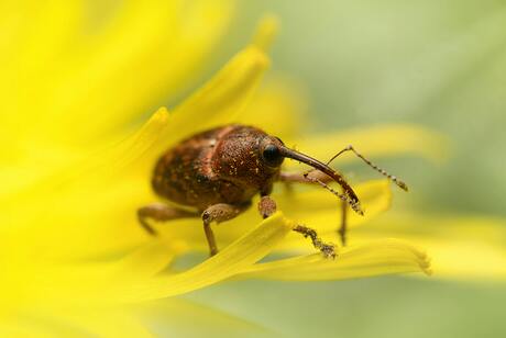 Kever op gele bloem
