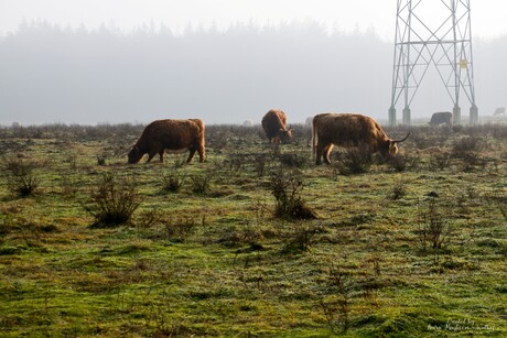 Kudde Schotse Hooglanders
