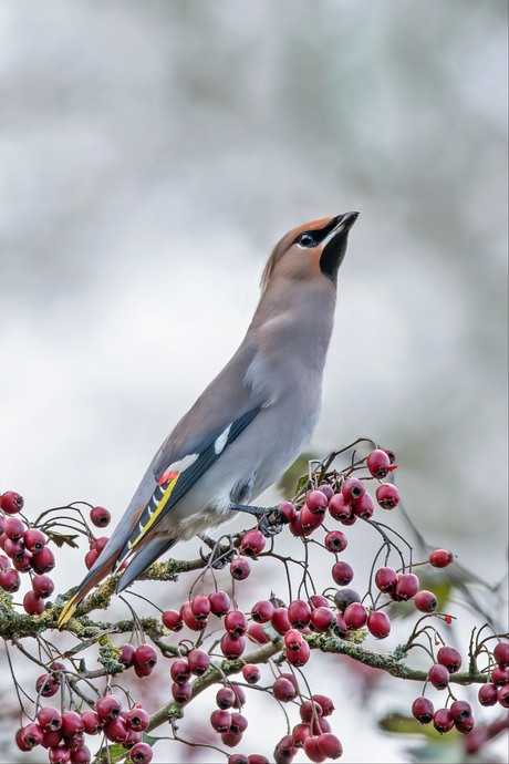 De pestvogel; een fraaie wintergast