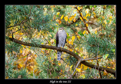 High in the tree III