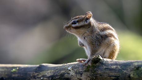 Siberische grond eekhoorn