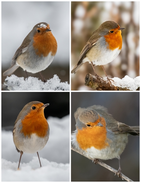 Roodborstje in mijn tuin