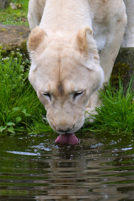 Dorst