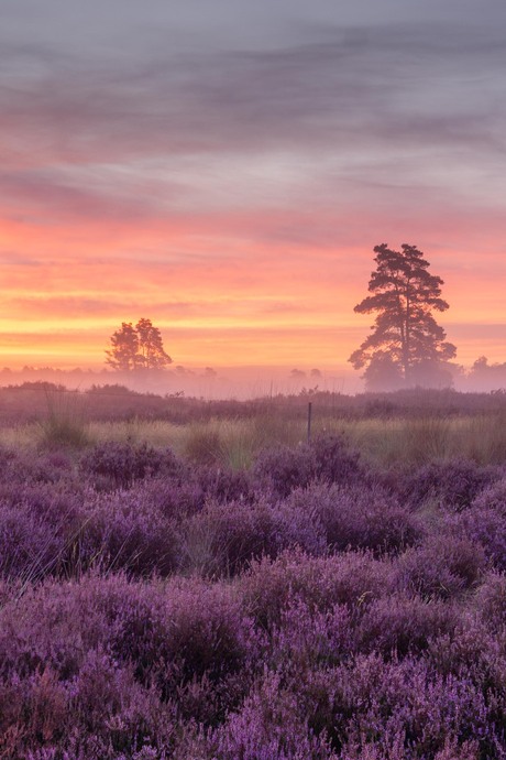 kleur op de hei