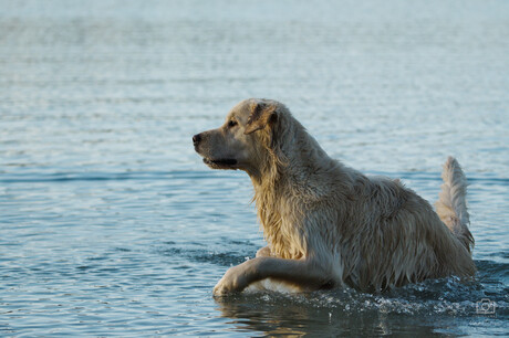 De voorliefde voor water is groot bij mijn Golden Retriever 