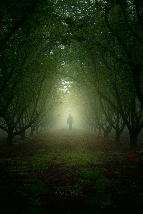 The greenery