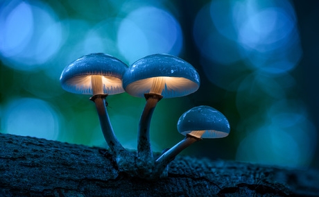 Magic mushroom 🍂 