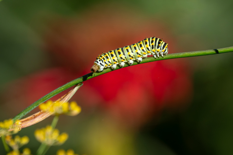 Poepende Koninginnepage Rups