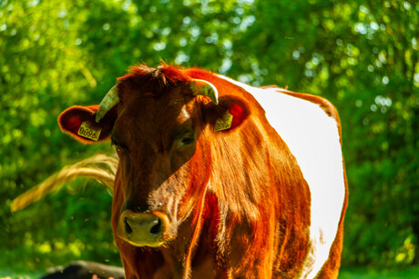kijk in de camera
