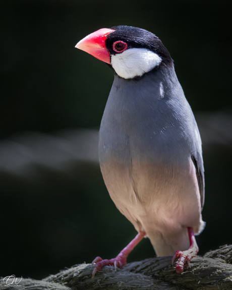 Rijstvogel...Soms hoef je alleen maar te kijken om rust te vinden.