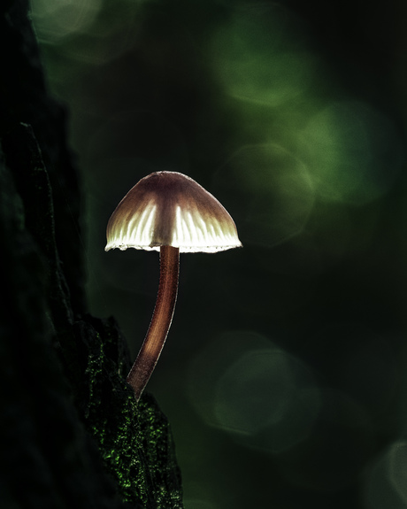 De (kleine) bloedsteelmycena