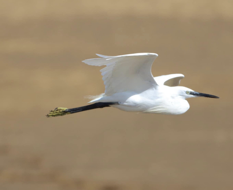 Kleine zilverreiger 