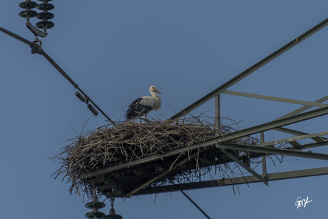 Ooievaarsnest op hoogspanningsmast